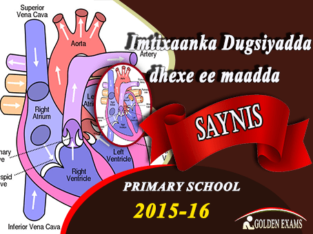 SAYNIS 2016