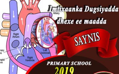 SAYNIS 2019