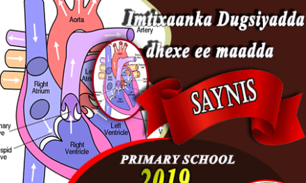 SAYNIS 2019