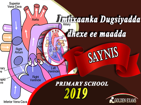 SAYNIS 2019