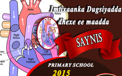 SAYNIS 2015