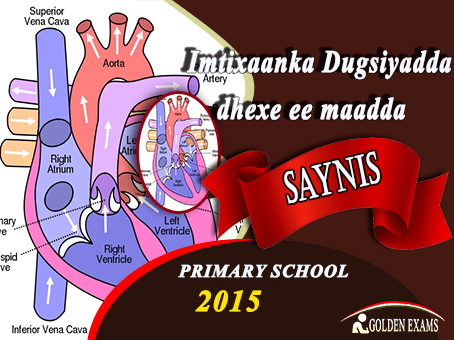 SAYNIS 2015