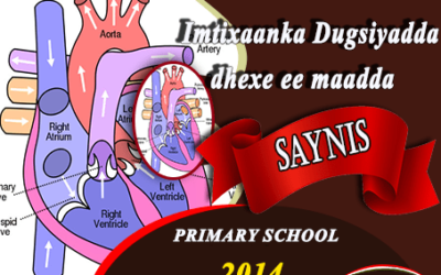 SAYNIS 2014