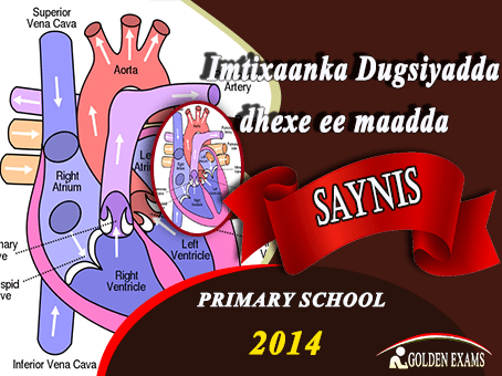 SAYNIS 2014