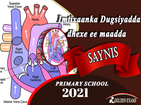 SAYNIS 2021